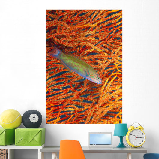 A sunset wrasse swimming in front of a gorgonian coral fan Wall Mural