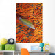 A sunset wrasse swimming in front of a gorgonian coral fan Wall Mural