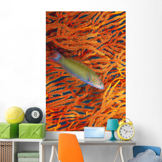 A sunset wrasse swimming in front of a gorgonian coral fan Wall Mural