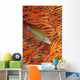 A sunset wrasse swimming in front of a gorgonian coral fan Wall Mural