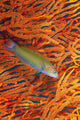 A sunset wrasse swimming in front of a gorgonian coral fan Wall Mural