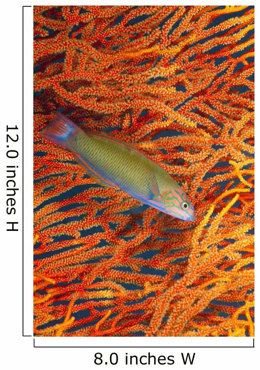 A sunset wrasse swimming in front of a gorgonian coral fan Wall Mural