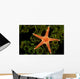 A spiny sea star on a colony of green tube coral Wall Mural