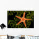 A spiny sea star on a colony of green tube coral Wall Mural