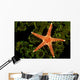 A spiny sea star on a colony of green tube coral Wall Mural