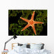 A spiny sea star on a colony of green tube coral Wall Mural