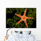 A spiny sea star on a colony of green tube coral Wall Mural
