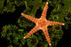 A spiny sea star on a colony of green tube coral Wall Mural