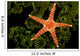 A spiny sea star on a colony of green tube coral Wall Mural