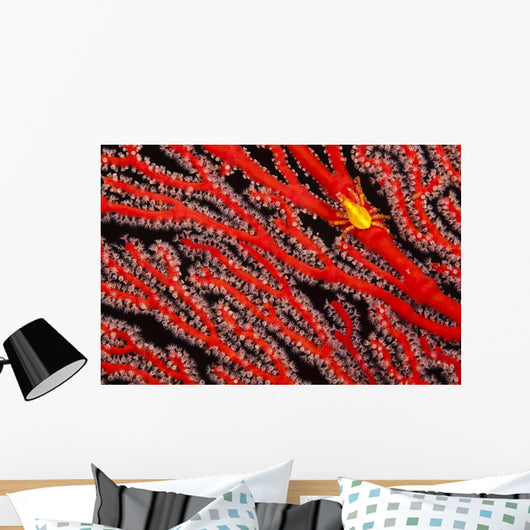 A yellow gorgonian crab at night on its host, a gorgonian coral fan Wall Mural