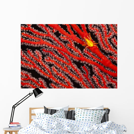 A yellow gorgonian crab at night on its host, a gorgonian coral fan Wall Mural