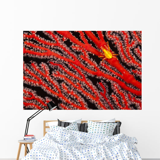 A yellow gorgonian crab at night on its host, a gorgonian coral fan Wall Mural