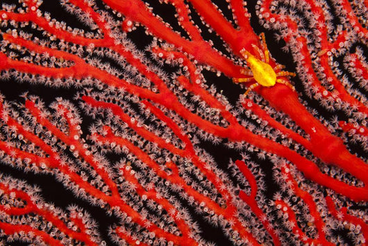 A yellow gorgonian crab at night on its host, a gorgonian coral fan Wall Mural