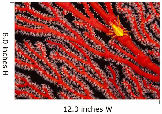 A yellow gorgonian crab at night on its host, a gorgonian coral fan Wall Mural