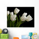 white tulips on black background Wall Mural