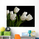 white tulips on black background Wall Mural
