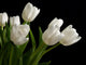 white tulips on black background Wall Mural