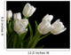 white tulips on black background Wall Mural