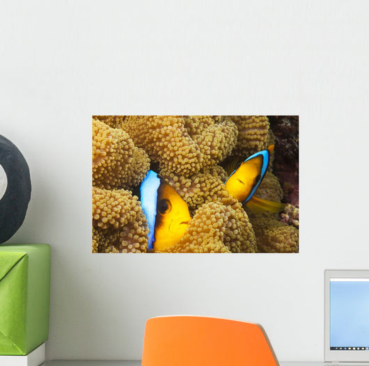 These two orange-fin anemonefish are pictured hiding Wall Mural