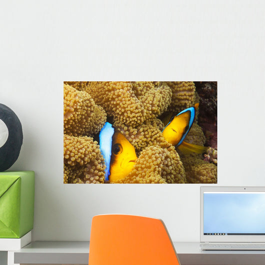 These two orange-fin anemonefish are pictured hiding Wall Mural