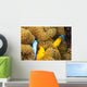 These two orange-fin anemonefish are pictured hiding Wall Mural