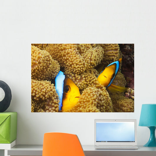These two orange-fin anemonefish are pictured hiding Wall Mural