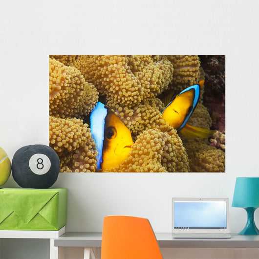 These two orange-fin anemonefish are pictured hiding Wall Mural