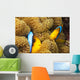 These two orange-fin anemonefish are pictured hiding Wall Mural