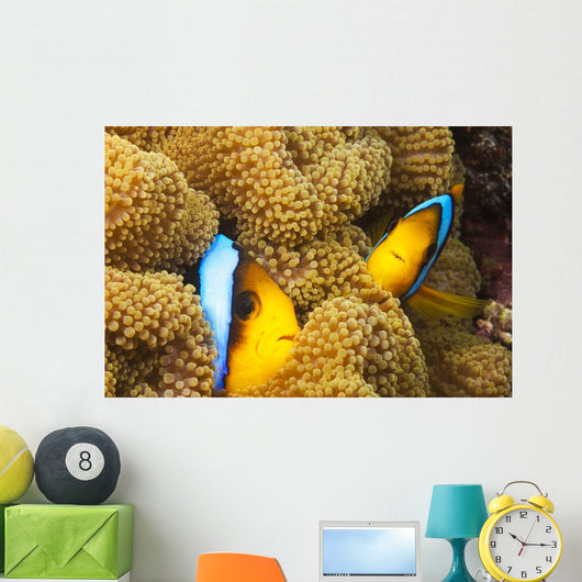 These two orange-fin anemonefish are pictured hiding Wall Mural