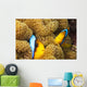 These two orange-fin anemonefish are pictured hiding Wall Mural