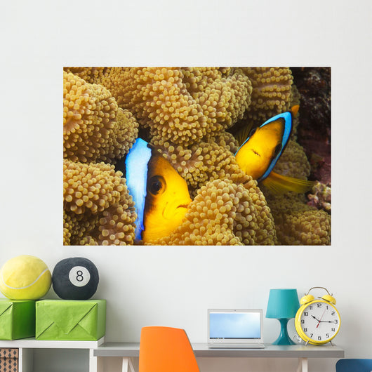 These two orange-fin anemonefish are pictured hiding Wall Mural