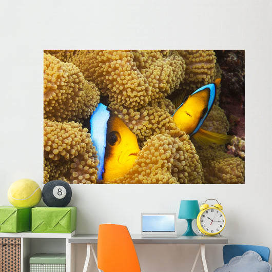 These two orange-fin anemonefish are pictured hiding Wall Mural