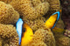 These two orange-fin anemonefish are pictured hiding Wall Mural