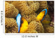 These two orange-fin anemonefish are pictured hiding Wall Mural