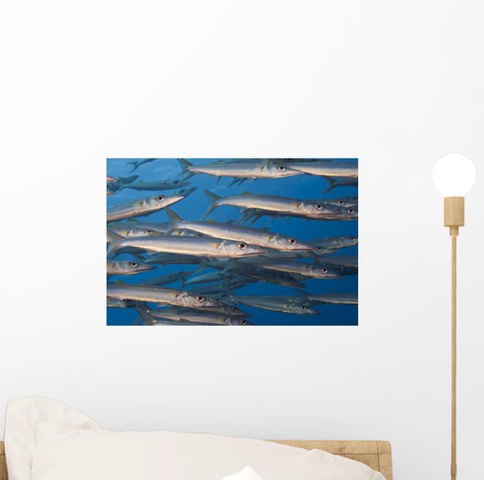 Portion School Heller's Barracuda Wall Decal