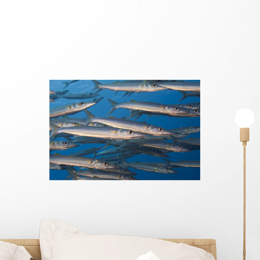Portion School Heller's Barracuda Wall Decal