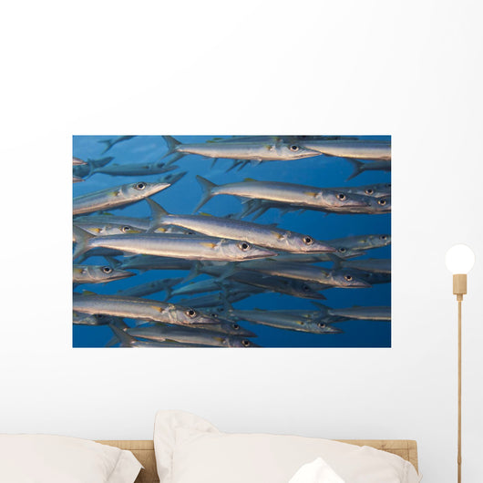 Portion School Heller's Barracuda Wall Decal