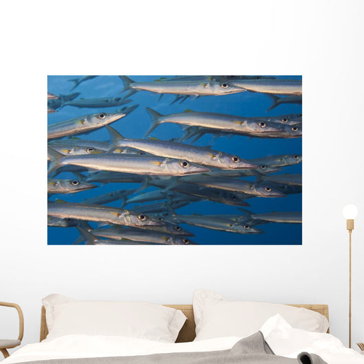 Portion School Heller's Barracuda Wall Decal