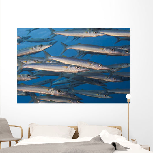 Portion School Heller's Barracuda Wall Decal