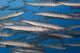 Portion School Heller's Barracuda Wall Decal