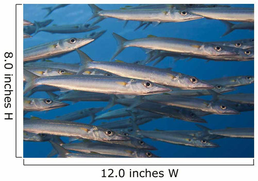 Portion School Heller's Barracuda Wall Decal