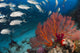 Alconarian and Gorgonian Coral Wall Decal2
