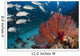 Alconarian and Gorgonian Coral Wall Decal2