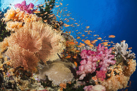 Alconarian and Gorgonian Coral Wall Decal 1