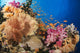Alconarian and Gorgonian Coral Wall Decal 1