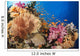Alconarian and Gorgonian Coral Wall Decal 1