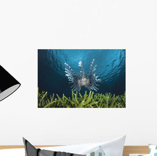 Lionfish Wall Mural