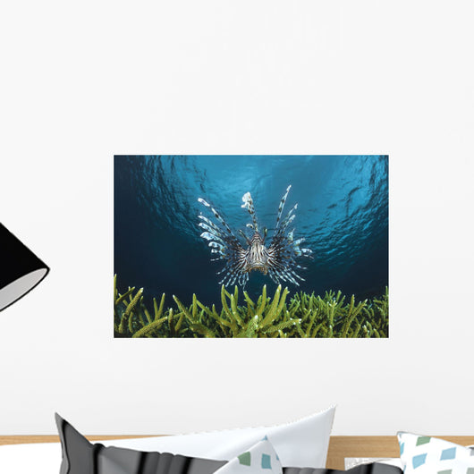 Lionfish Wall Mural