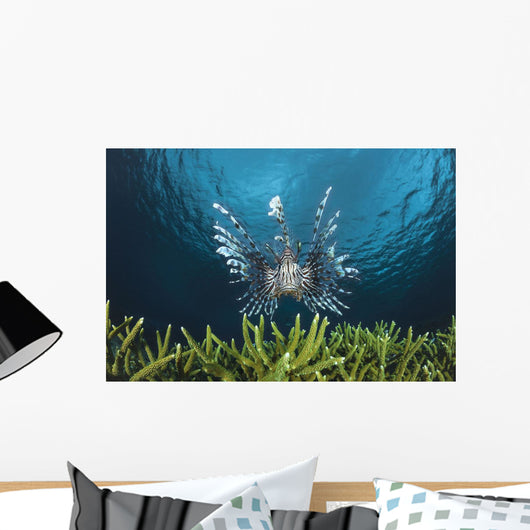 Lionfish Wall Mural