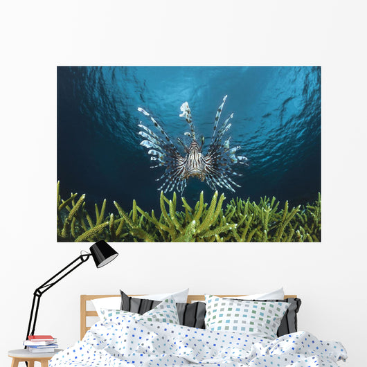 Lionfish Wall Mural